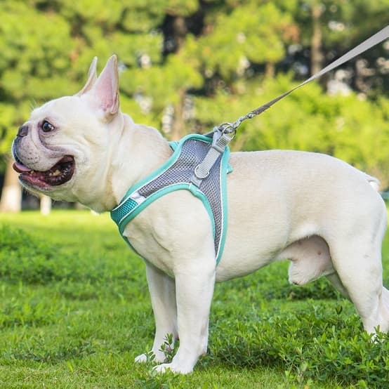 Reflective Breathable Pet Harness And Leash Set